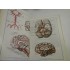 ATLAS DE ANATOMIE UMANA - Mircea Ifrim  - volumul 3